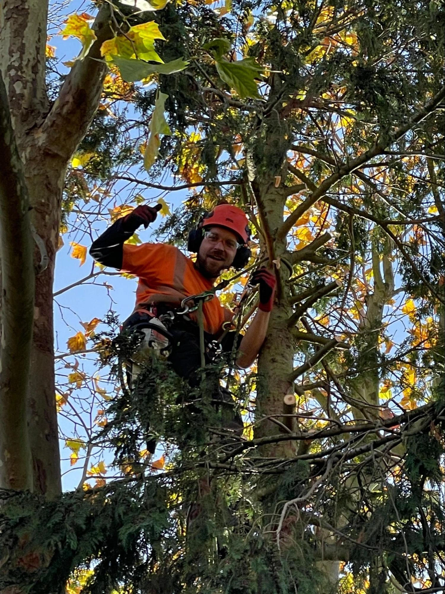 Cheshunt Tree Care Experts